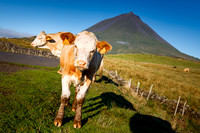 Azores